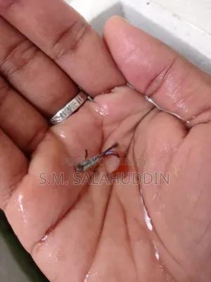 গাপ্পি মাছ