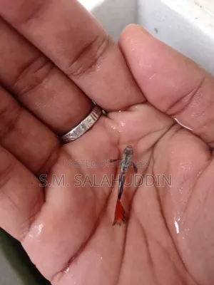 গাপ্পি মাছ