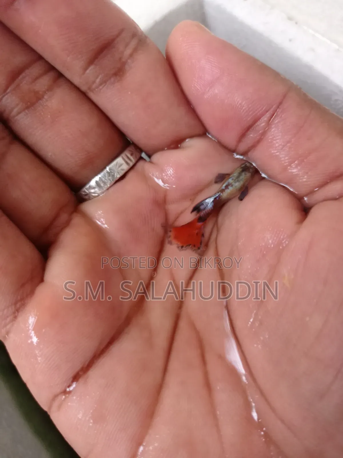 গাপ্পি মাছ
