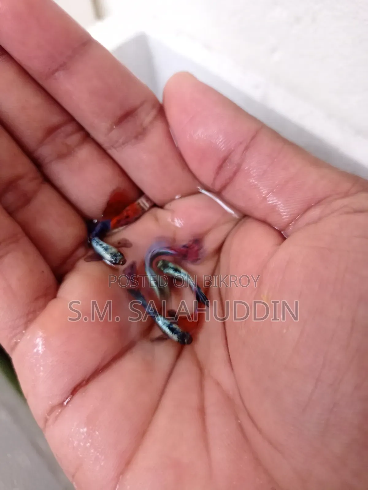 গাপ্পি মাছ