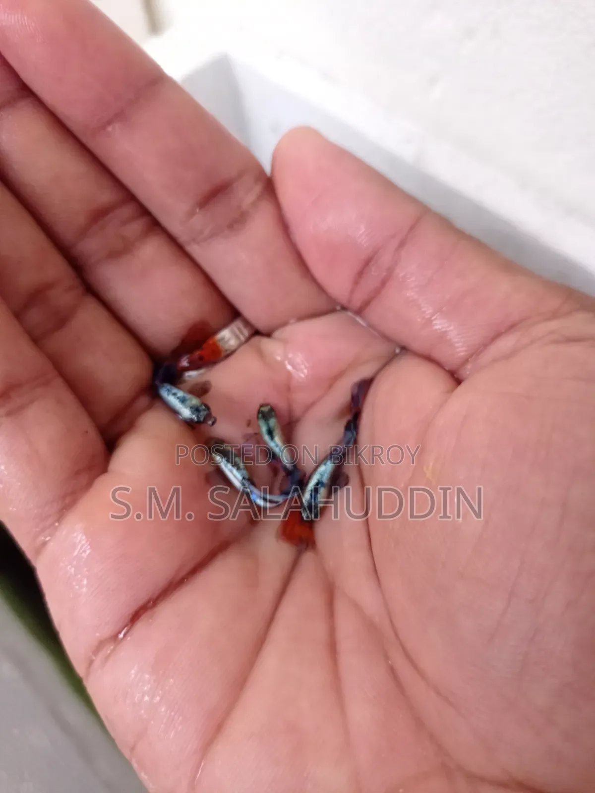 গাপ্পি মাছ