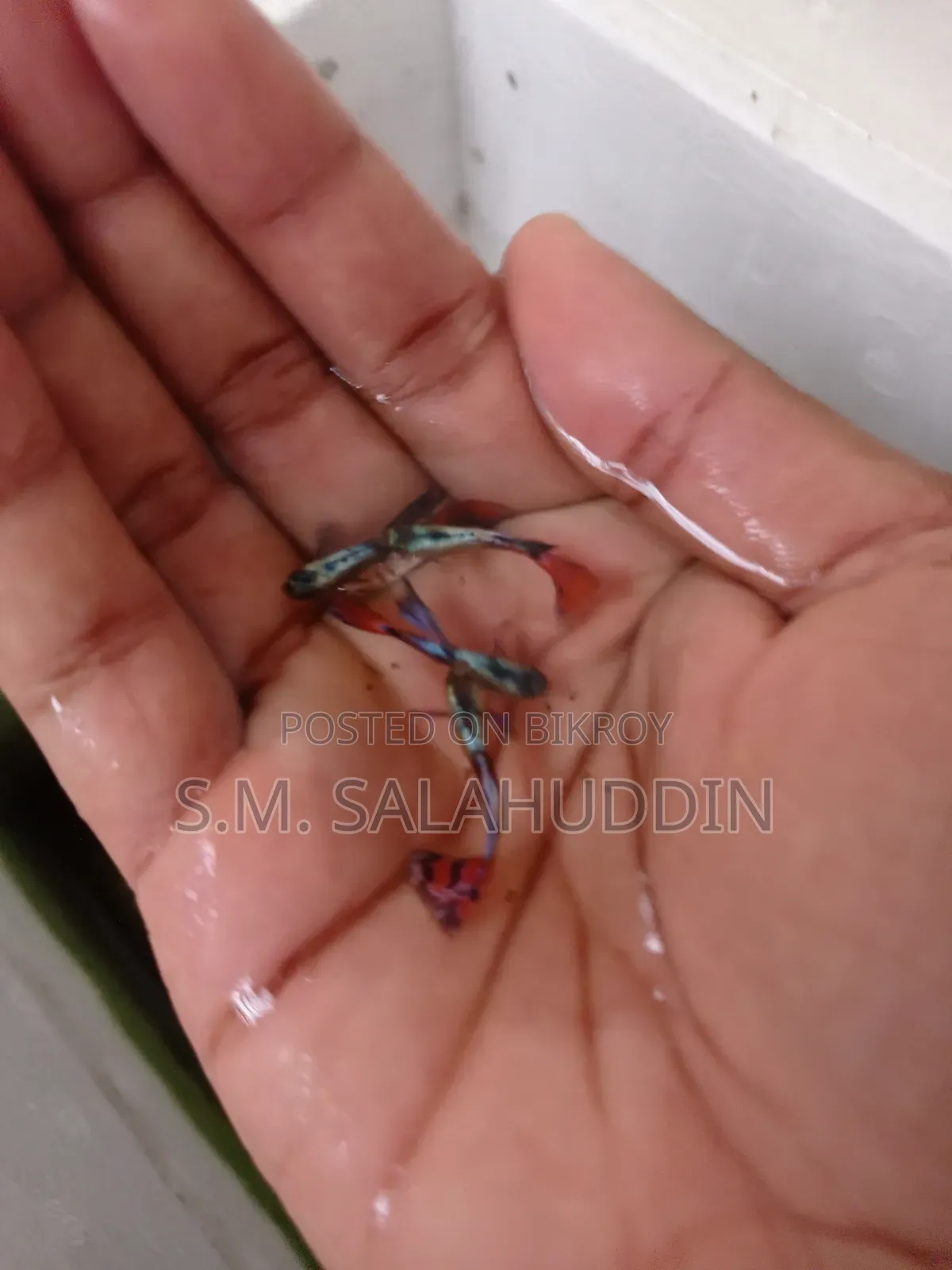 গাপ্পি মাছ