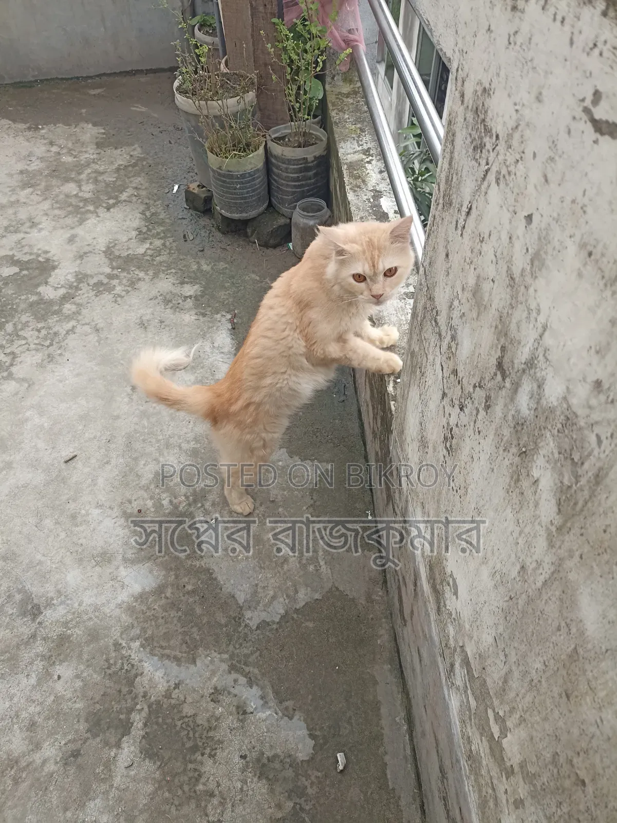 ৬-১২ মাসের ফিমেল পিউরব্রেড পার্সিয়ান