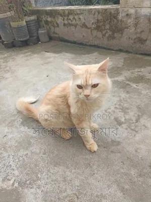 ৬-১২ মাসের ফিমেল পিউরব্রেড পার্সিয়ান