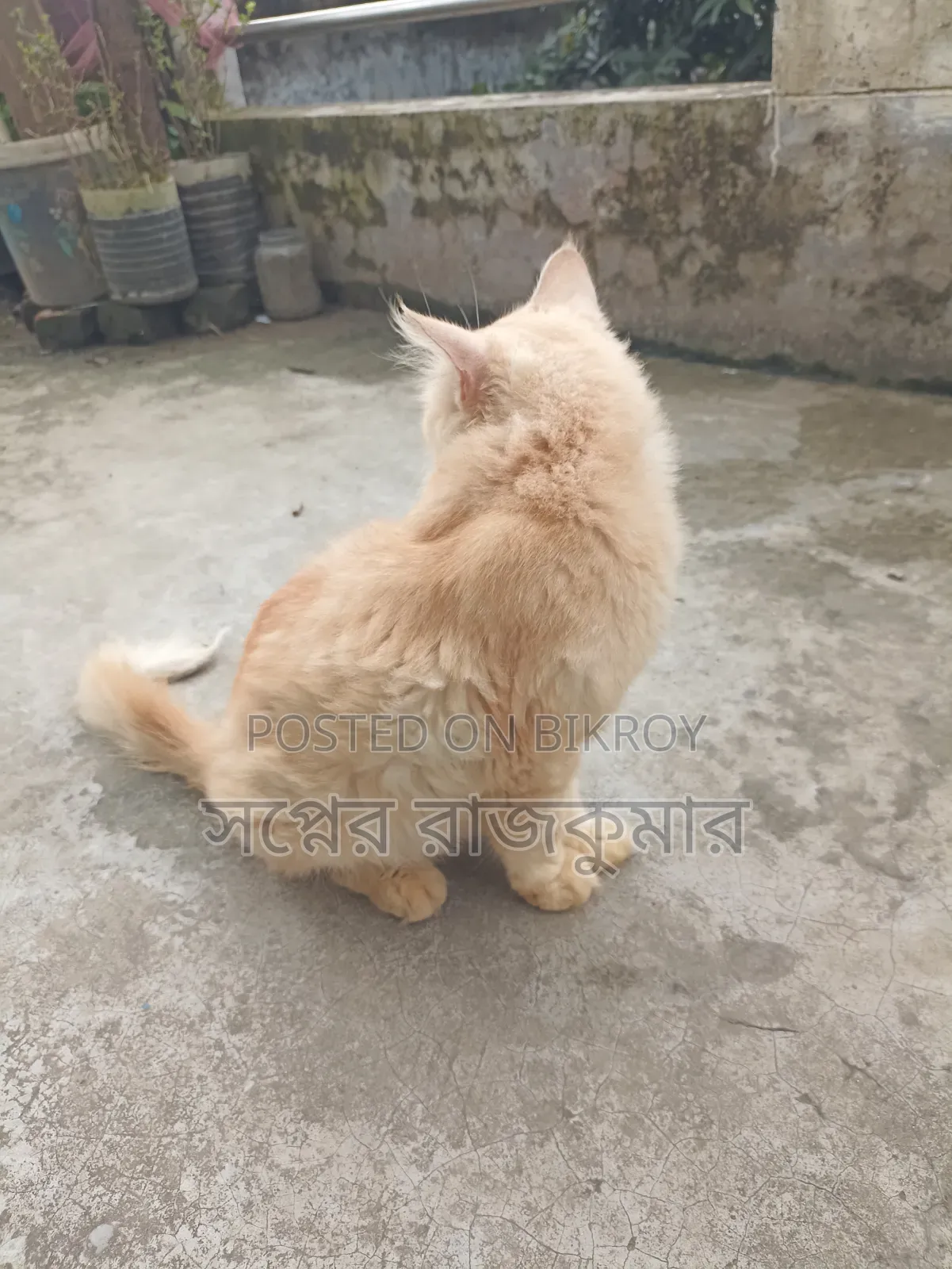 ৬-১২ মাসের ফিমেল পিউরব্রেড পার্সিয়ান