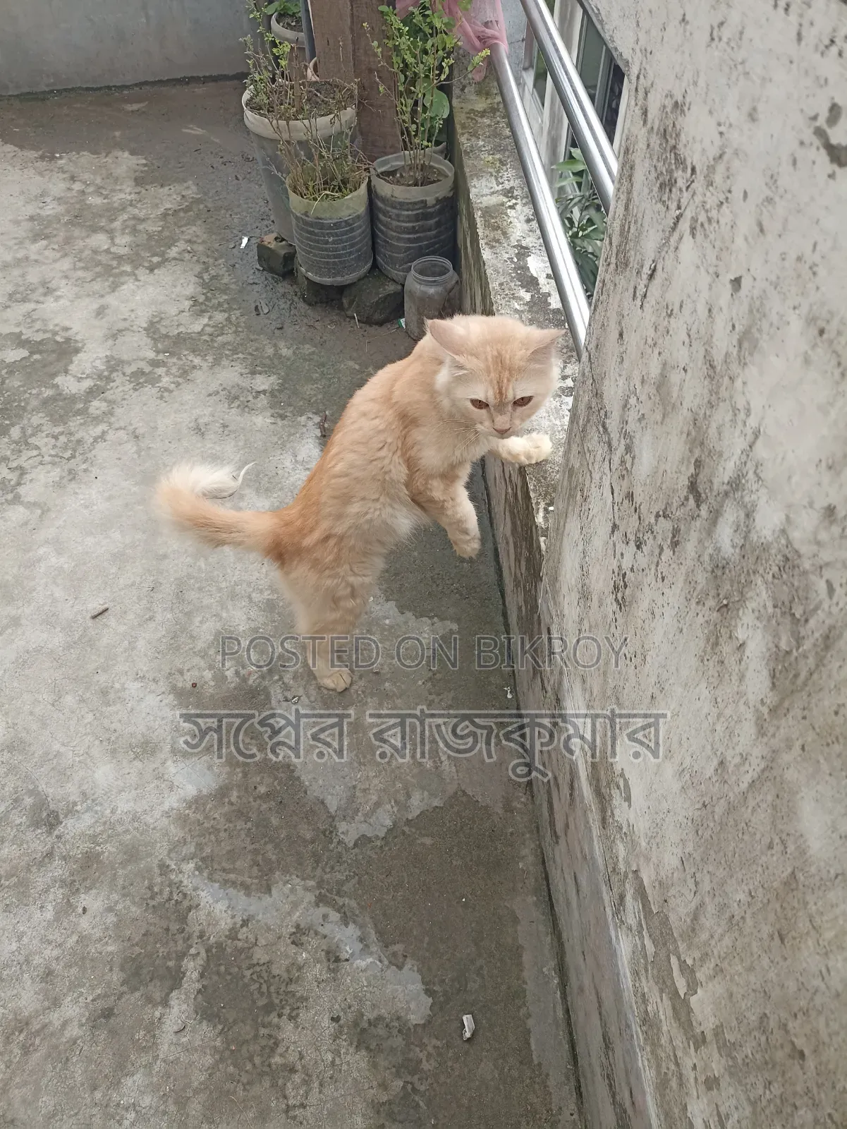 ৬-১২ মাসের ফিমেল পিউরব্রেড পার্সিয়ান