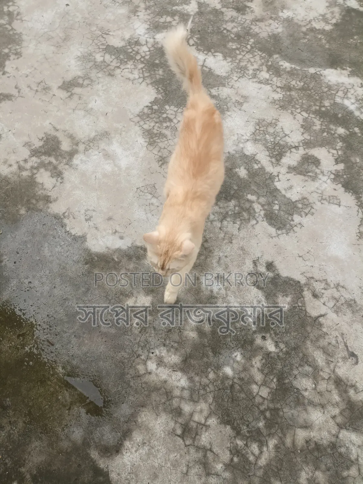 ৬-১২ মাসের ফিমেল পিউরব্রেড পার্সিয়ান