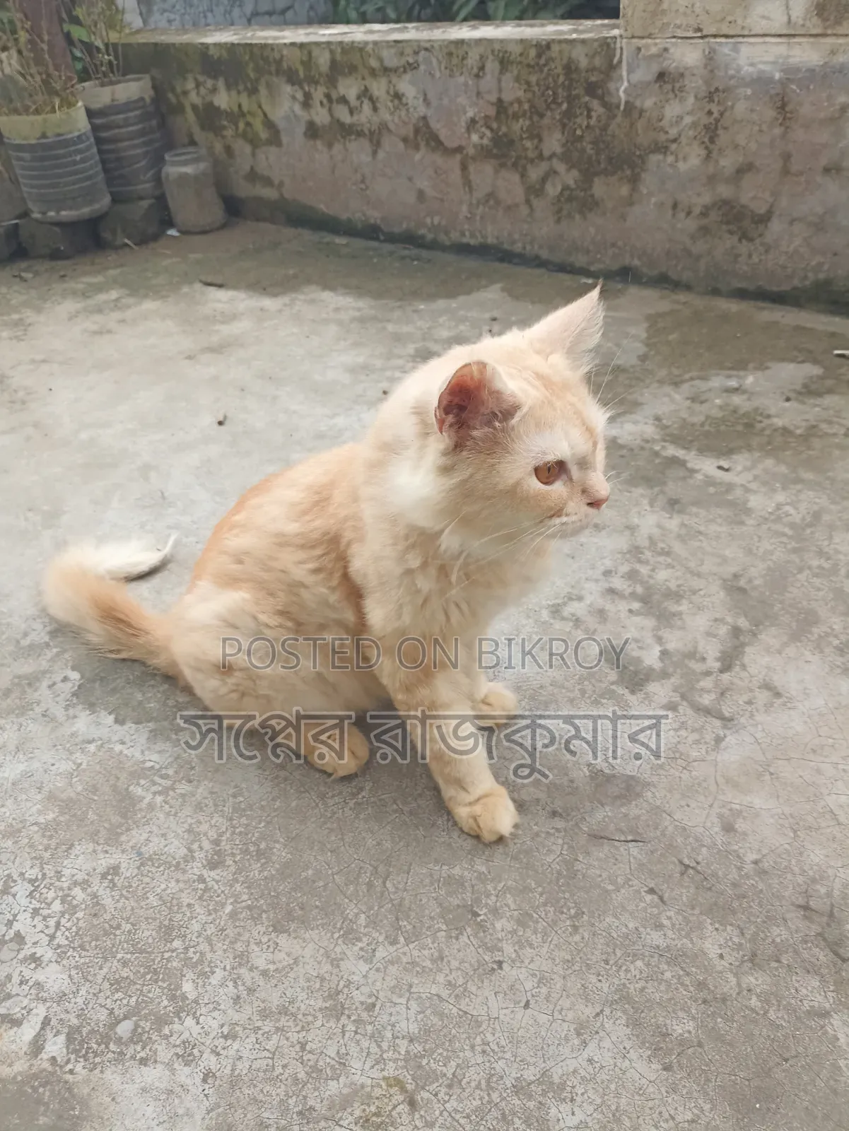 ৬-১২ মাসের ফিমেল পিউরব্রেড পার্সিয়ান