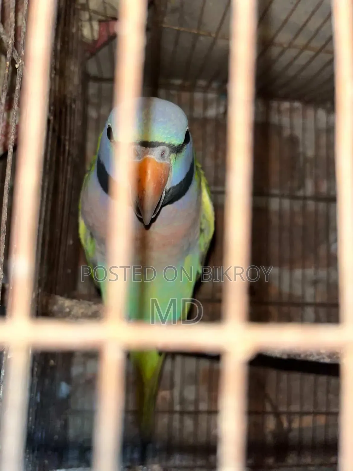 Red-Breasted Parakeet