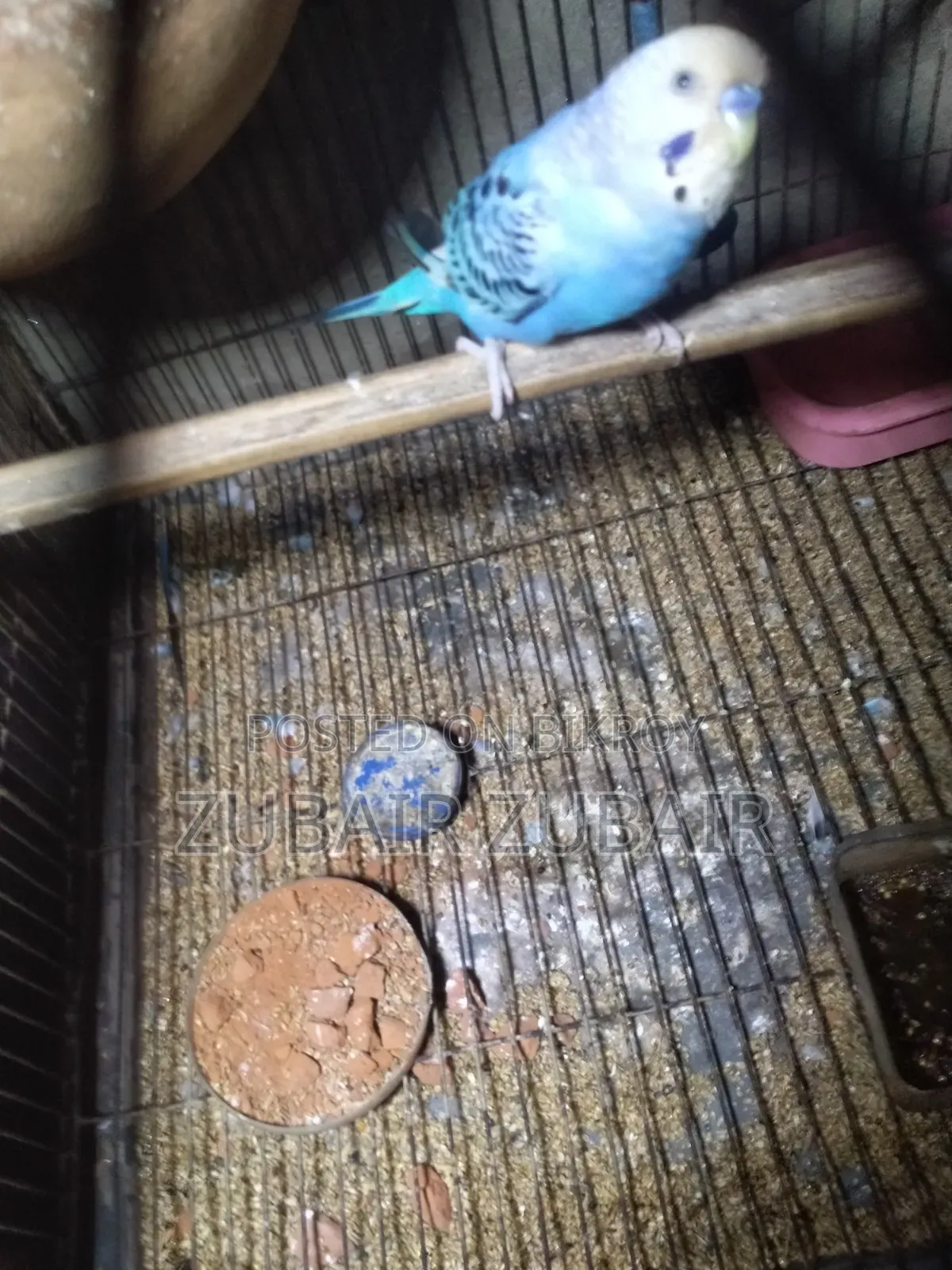 বার্ড পাখি ভালো