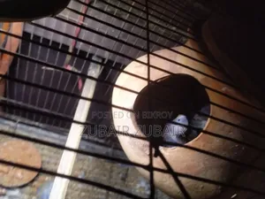 বার্ড পাখি ভালো