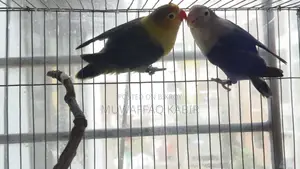 লাভ বার্ড জোড়া