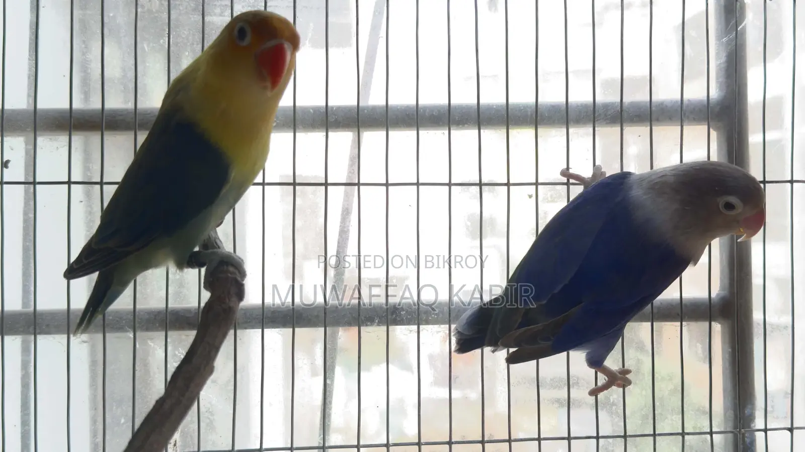 Love Bird Pair