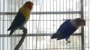 Love Bird Pair