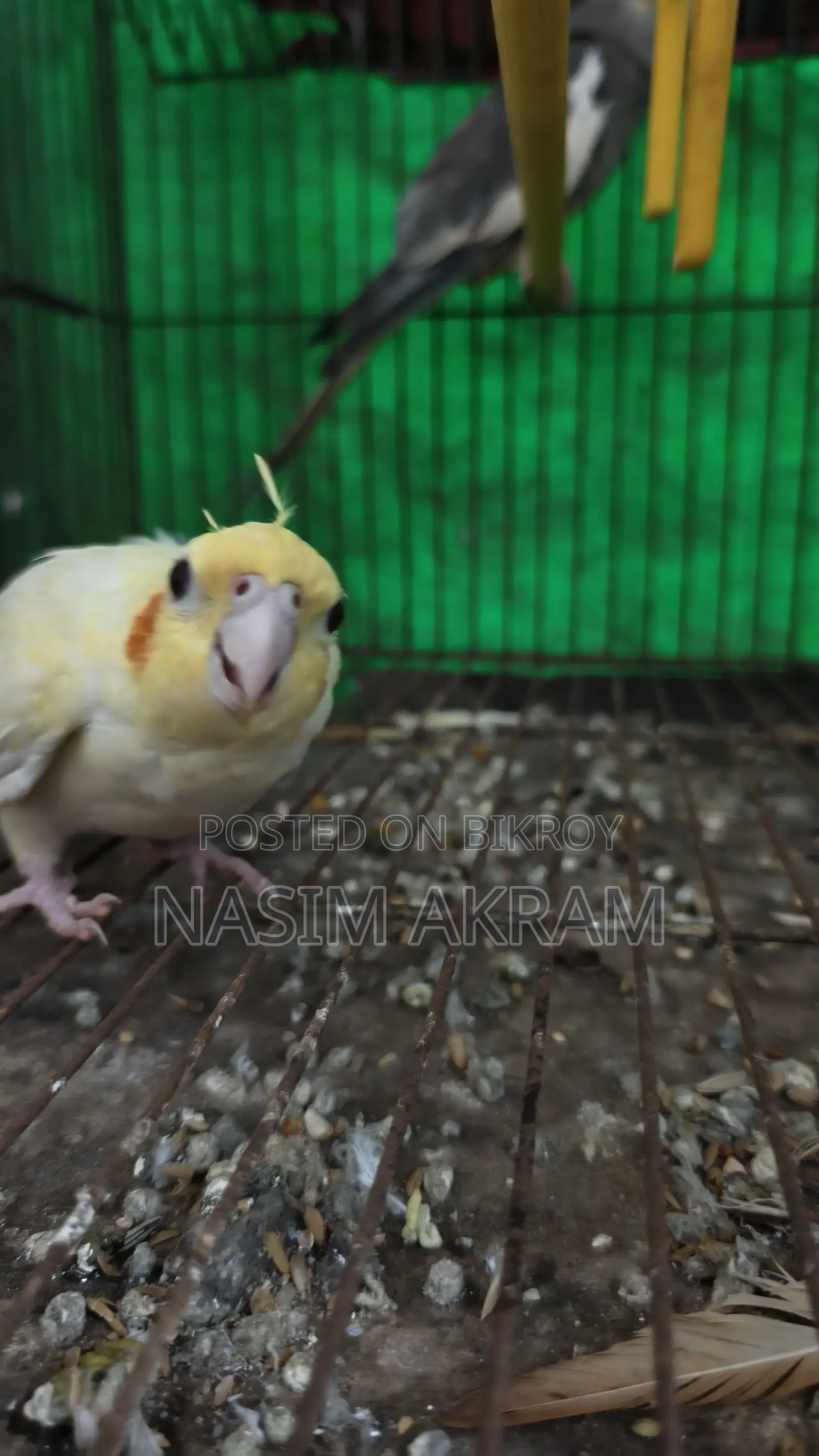 নতুন বাড়ির জন্য প্রস্তুত ককটেল পাখি