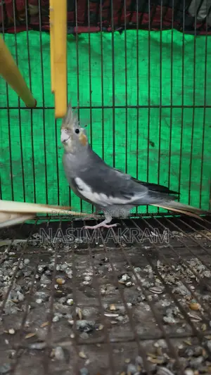 নতুন বাড়ির জন্য প্রস্তুত ককটেল পাখি