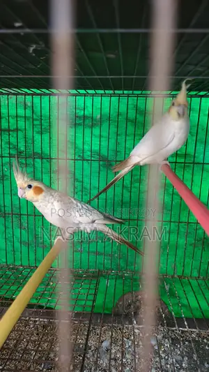 নতুন বাড়ির জন্য প্রস্তুত ককটেল পাখি