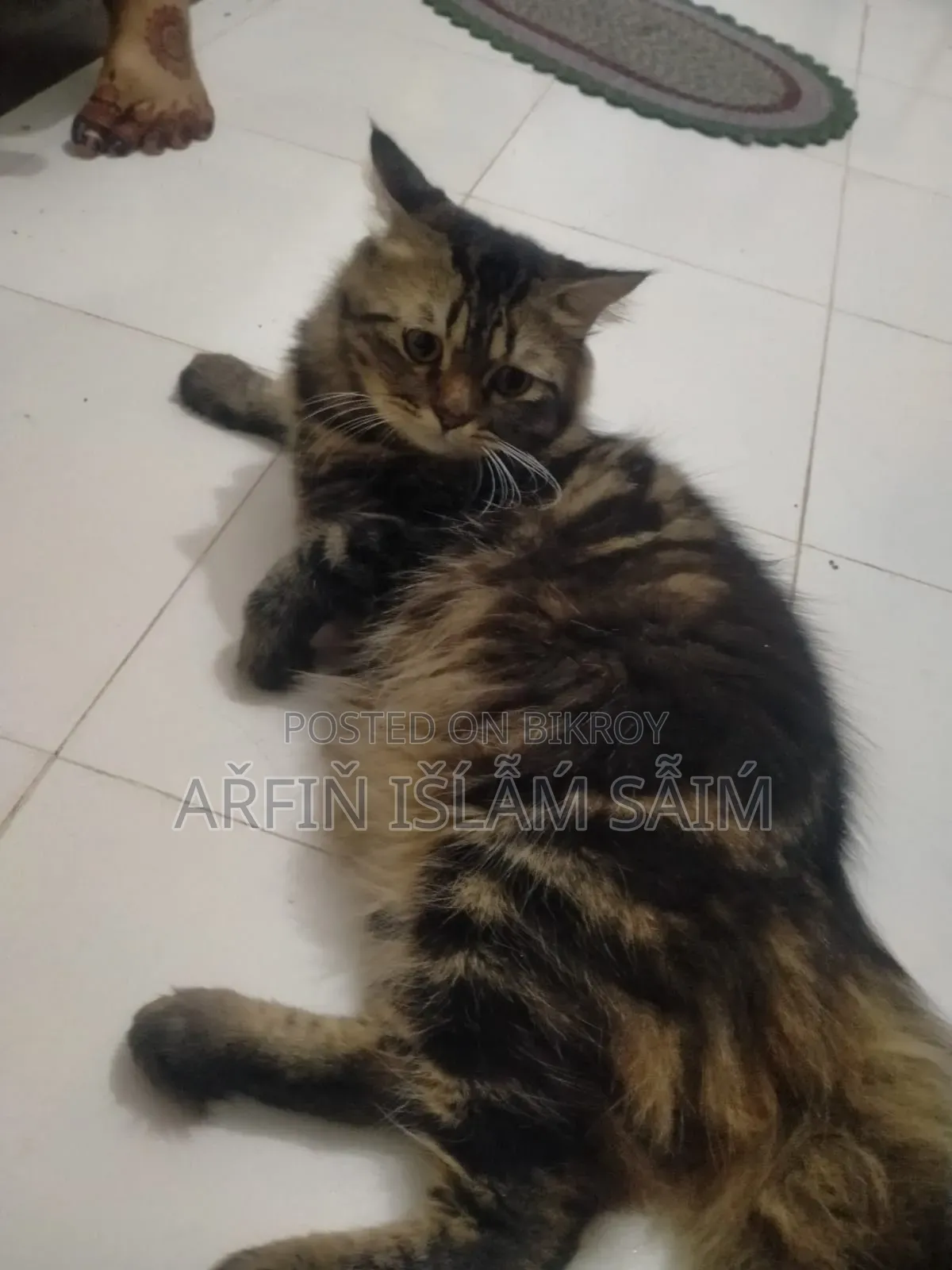 6-12 months Female Mixed Breed Persian