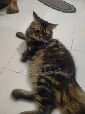 6-12 months Female Mixed Breed Persian