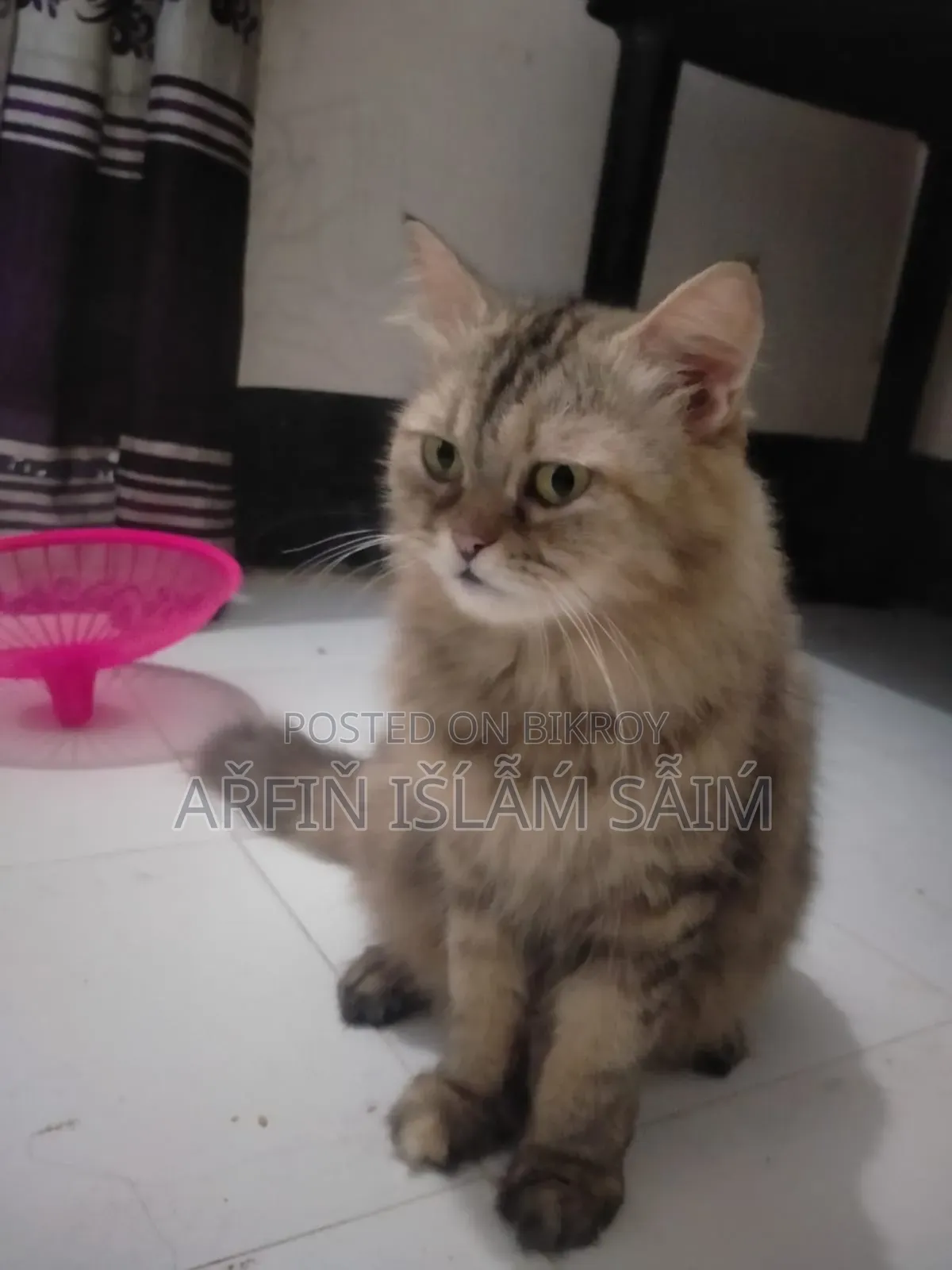6-12 months Female Mixed Breed Persian