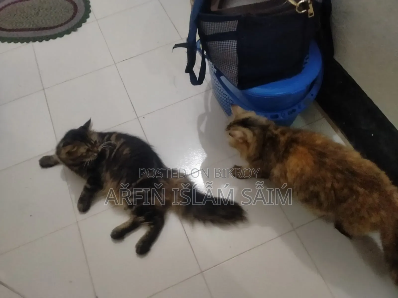 6-12 months Female Mixed Breed Persian