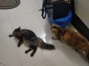 6-12 months Female Mixed Breed Persian