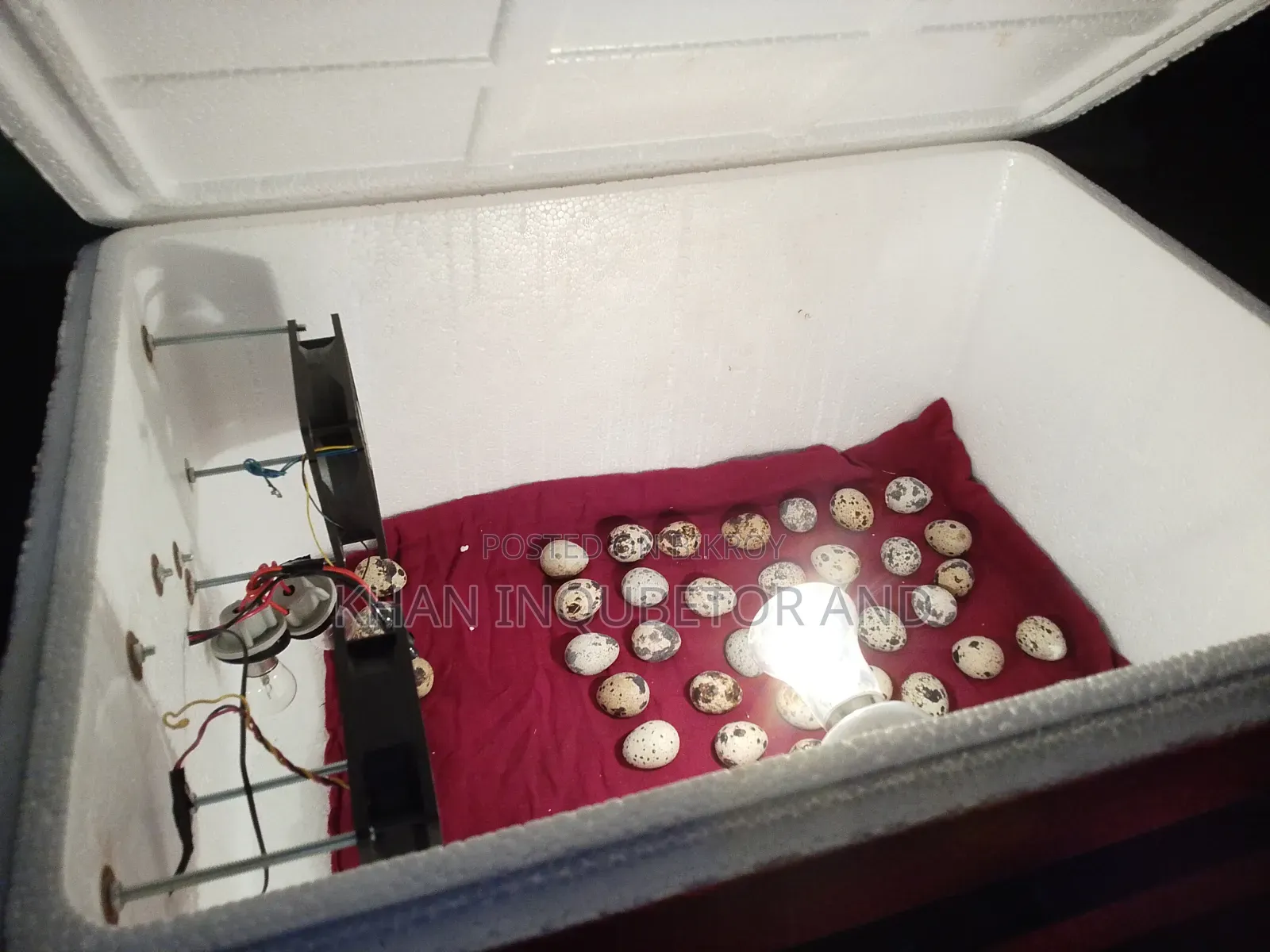 AC DC Incubator. You can run it on battery even if the electricity goes out.