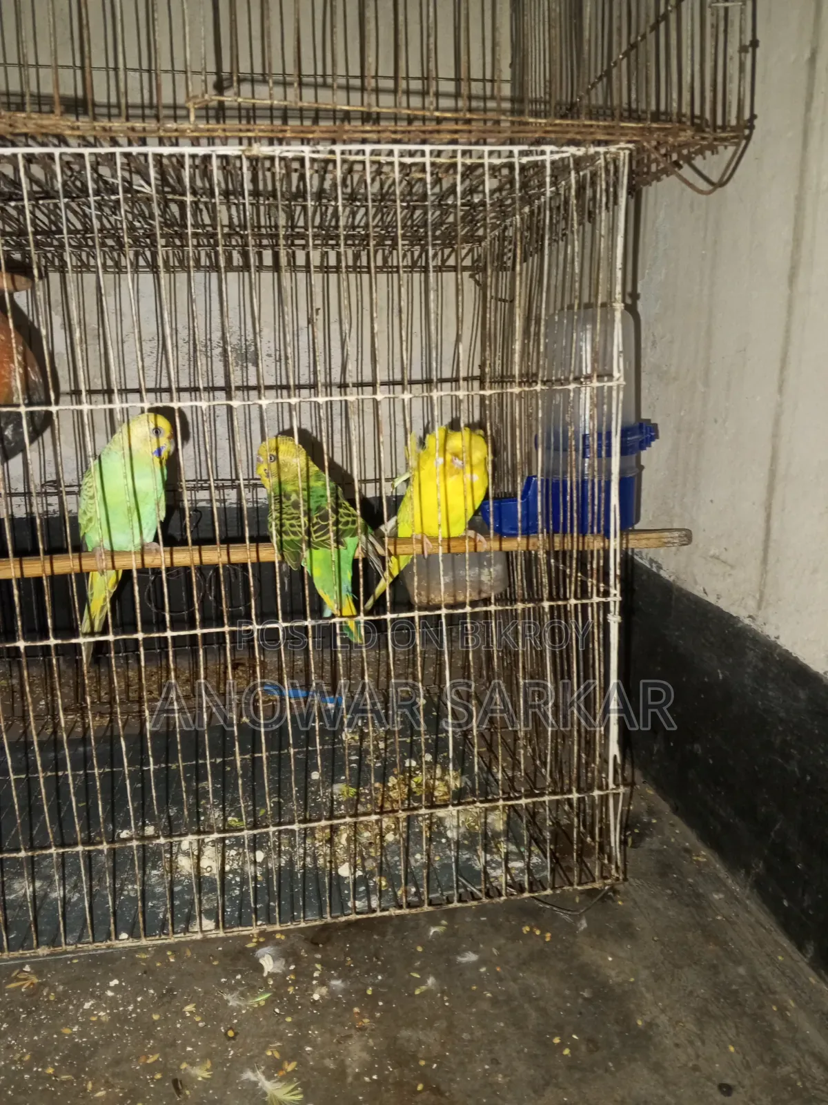 বাজিগর পাখি