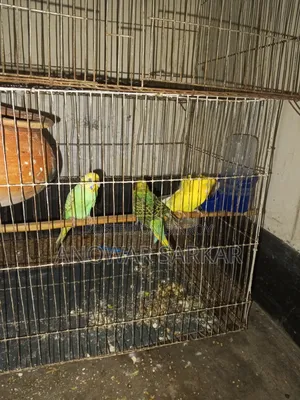 বাজিগর পাখি