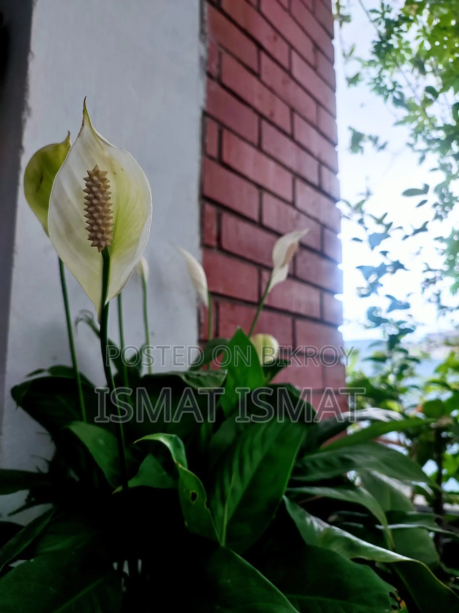 Furnished 2-Bedroom Apartment in Mirpur for Sale