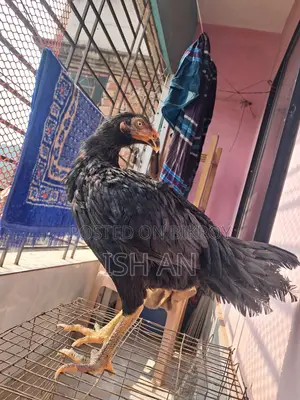 জিএসএইচএসএসএনএনডিএমডিএমডিএমডিকেডিকে জেডিজেএসকেএস