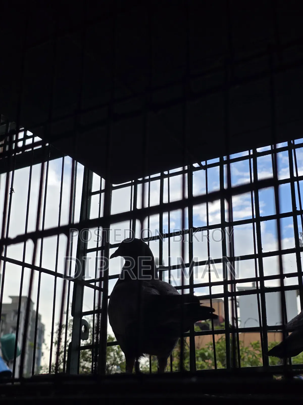 Pigeons for sale