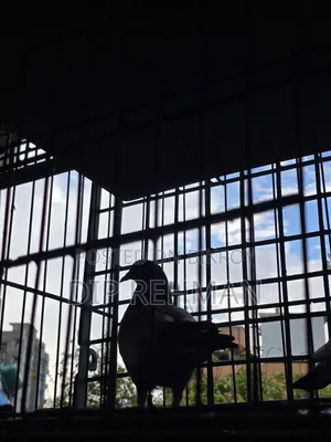 Pigeons for sale