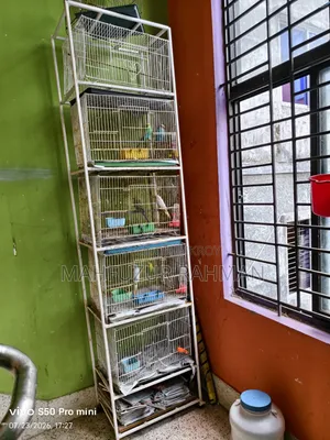 Bird Cage