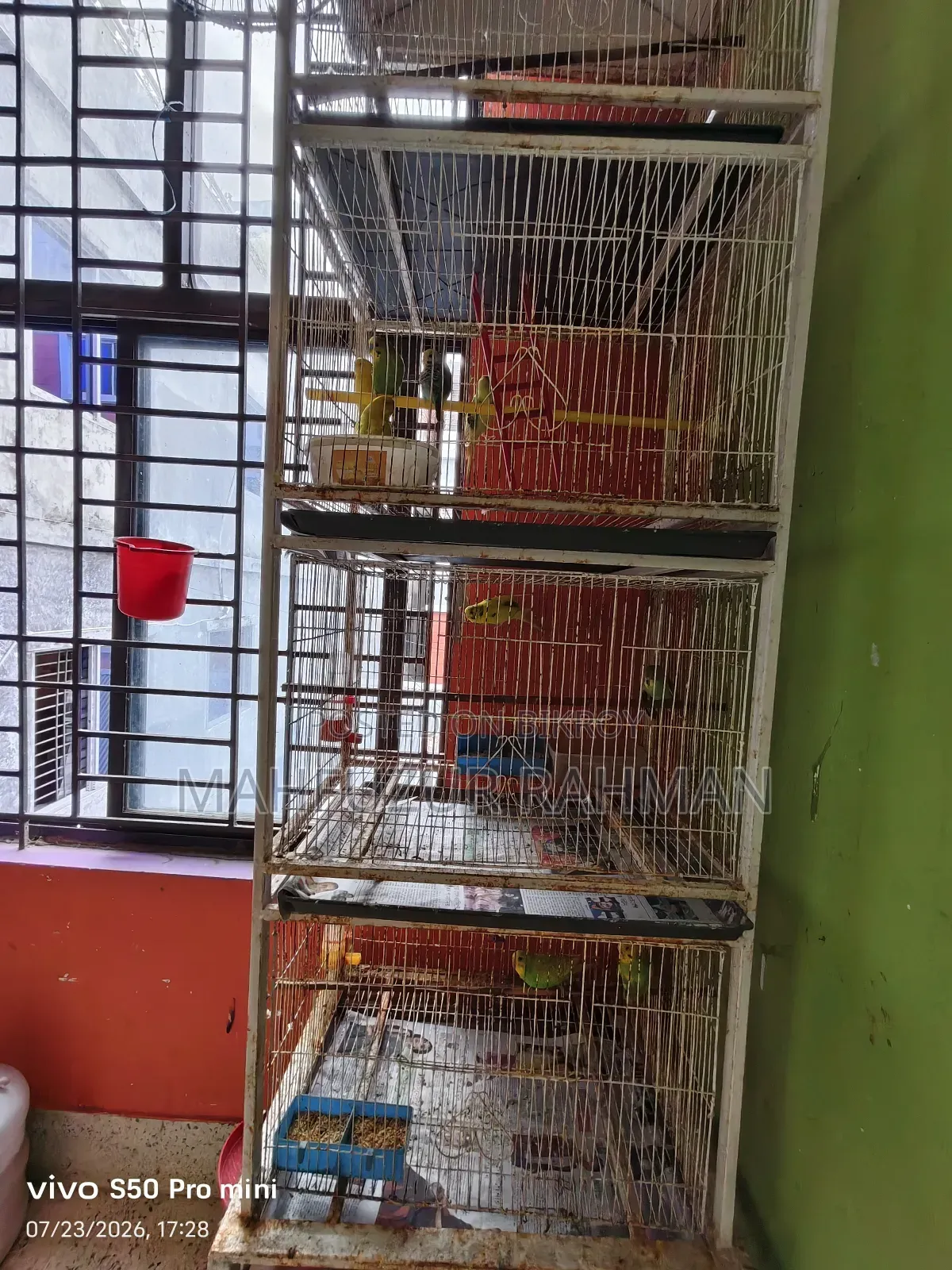 Bird Cage