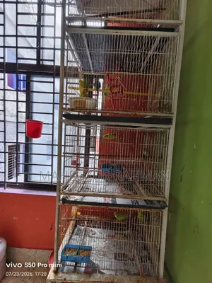 Bird Cage