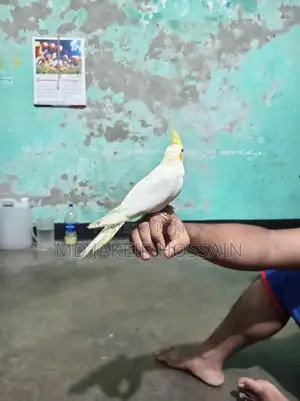 লুটিনো ককাটেল পাখি হাফ টেম বিক্রি করা হবে