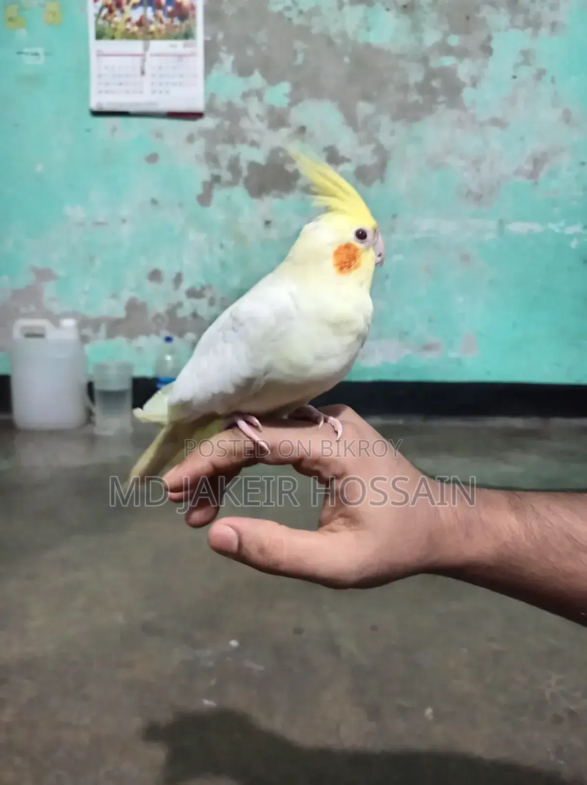 লুটিনো ককাটেল পাখি হাফ টেম বিক্রি করা হবে