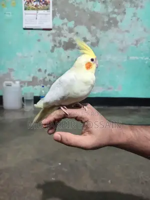 লুটিনো ককাটেল পাখি হাফ টেম বিক্রি করা হবে