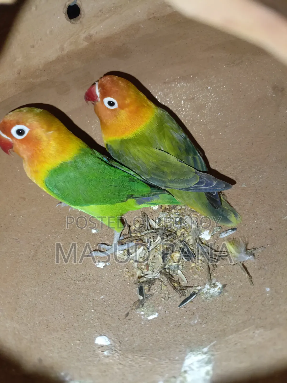 Love Bird New Adult