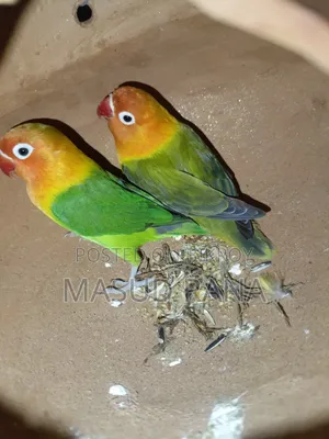Love Bird New Adult