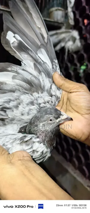হেমার কবুতর