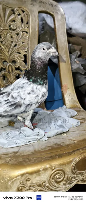 হেমার কবুতর