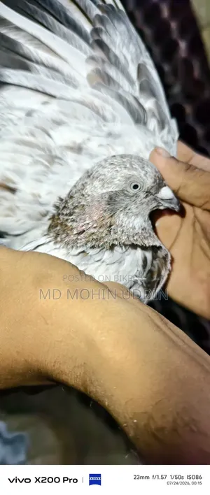 লাল পাতি কবুতর
