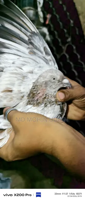 লাল পাতি কবুতর