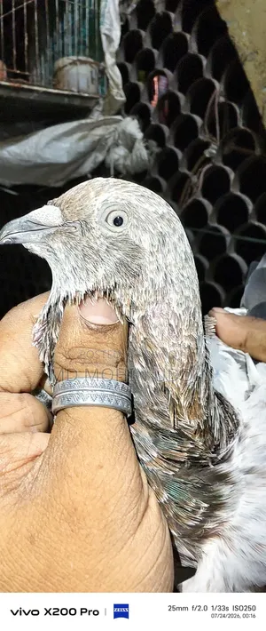 লাল পাতি কবুতর