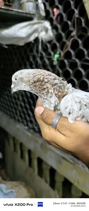 লাল পাতি কবুতর