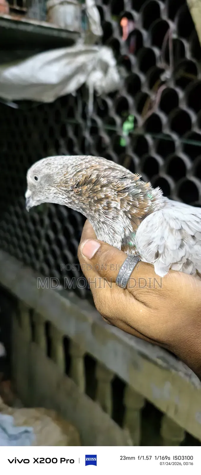 লাল পাতি কবুতর