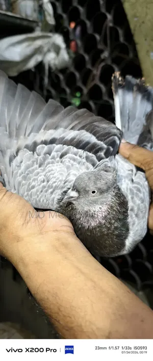 বাগা কবুতর