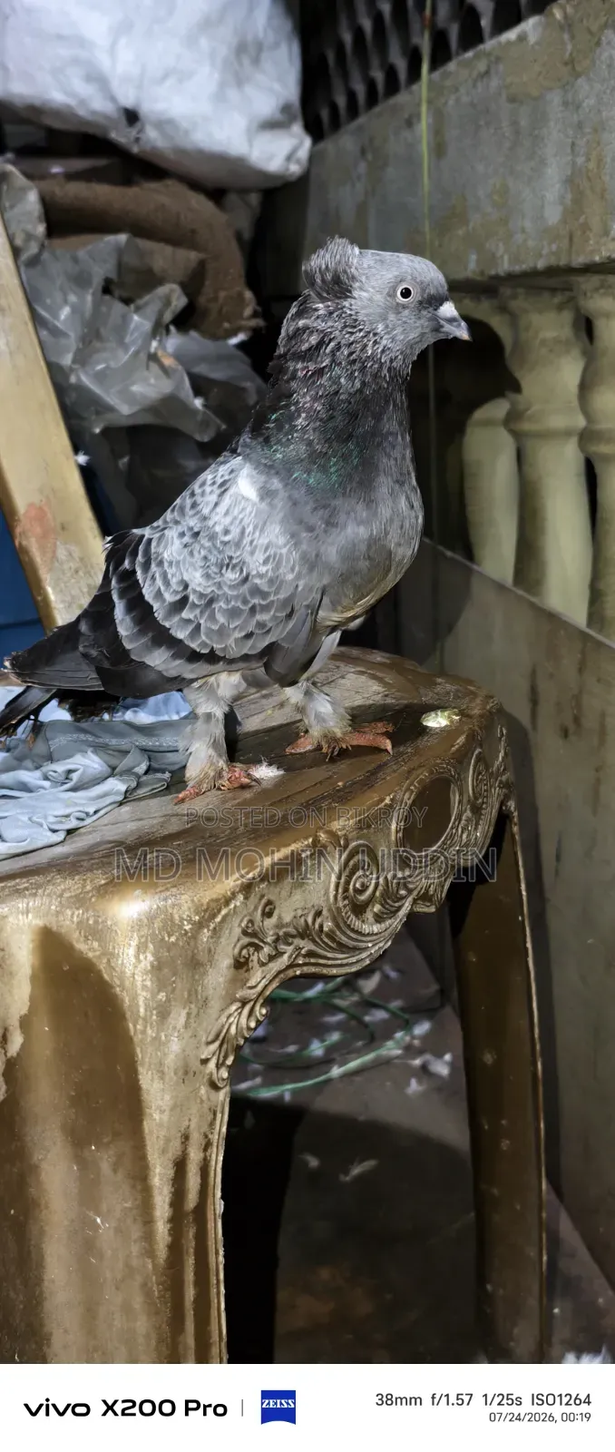 বাগা কবুতর